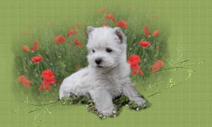 westie1